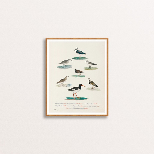 [phkgron-fuglar_003-17] Fuglar - plakat